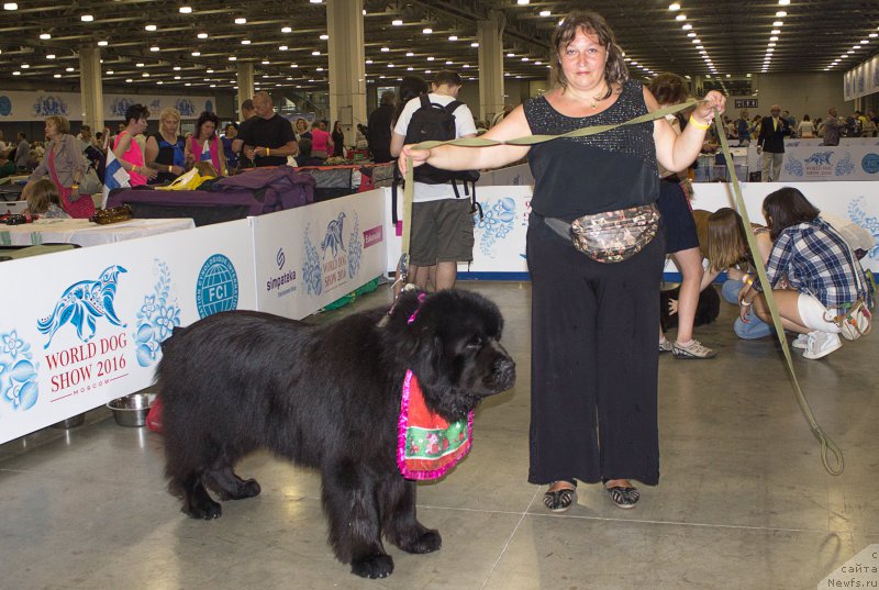 Фото: Лилиана Рахматова, ньюфаундленд Матвей с Берега Дона (Matvey s Berega Dona)