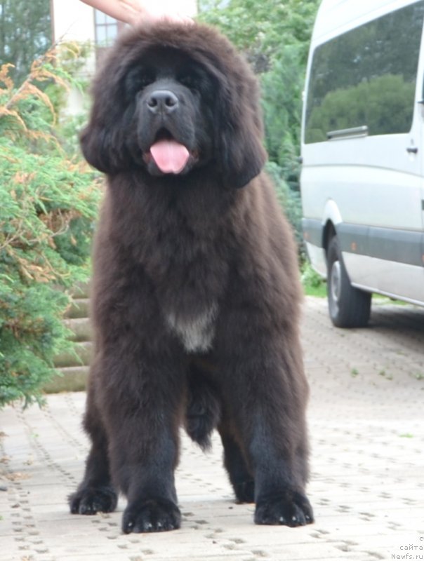 Фото: Сука от, ньюфаундленд Inside My Heart Midnight Bear, и, ньюфаундленд Promise To Love Midnight Bear