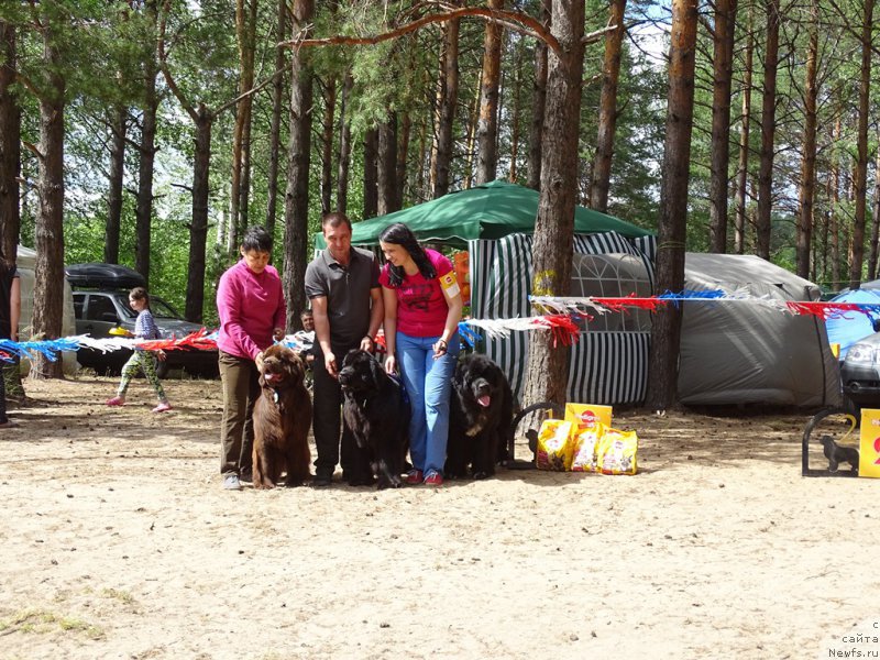 Фото: Ньюфорт Вивиан, Ньюфорт Бавария, Ньюфорт Азет Абайя, ньюфаундленд Ньюфорт Бавария