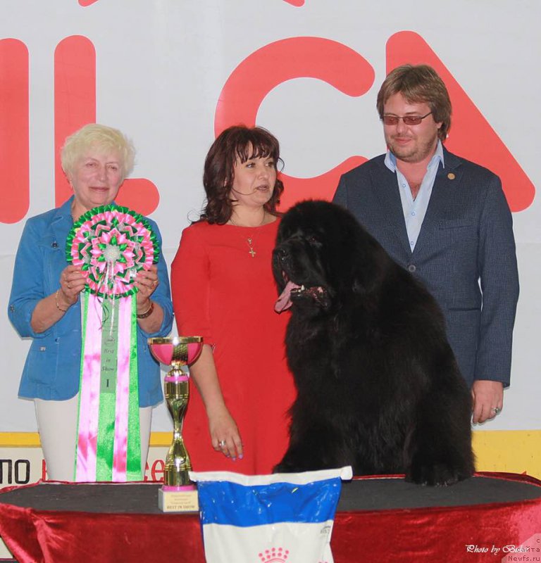 Фото: ньюфаундленд Ньюфорт Шон Волмари Триумф (Njufort Shawn Wallmar Triumph), Галина Морозова