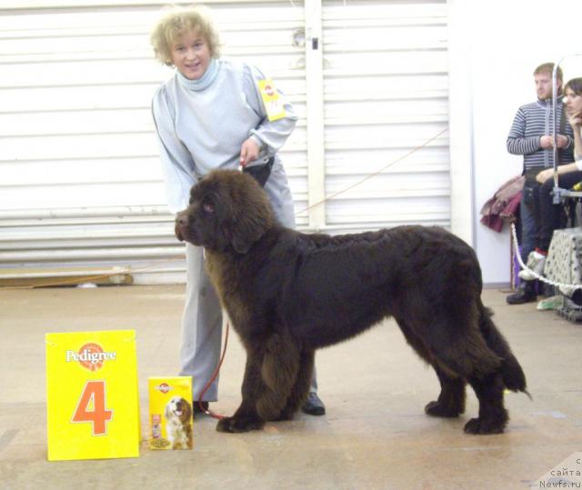 Фото: ньюфаундленд Do Sing With Deejay de L'Etoile de Cyrice, Любовь Жакова