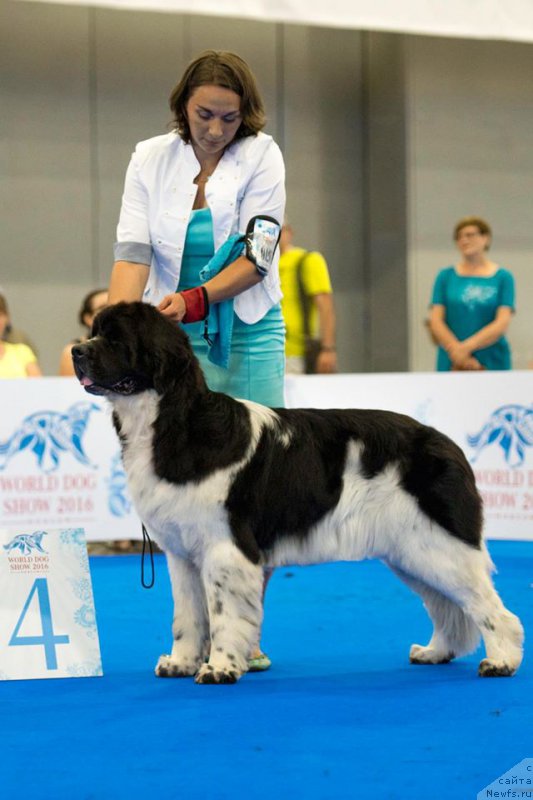 Фото: ньюфаундленд Питерньюф Банзай (Piternyuf Banzay)