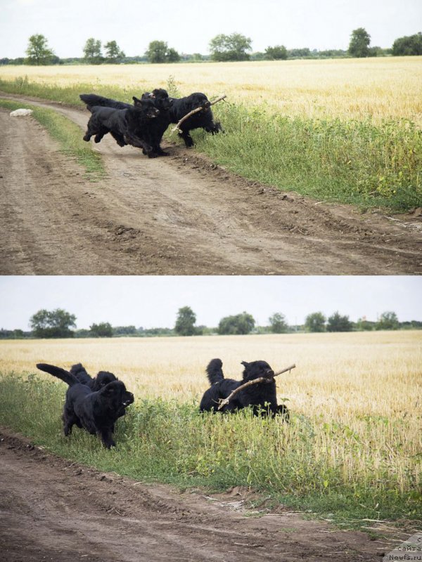 Фото: ньюфаундленд Черный Балу Джонс, ньюфаундленд Черный Балу Добрыня, ньюфаундленд Львиное Сердце
