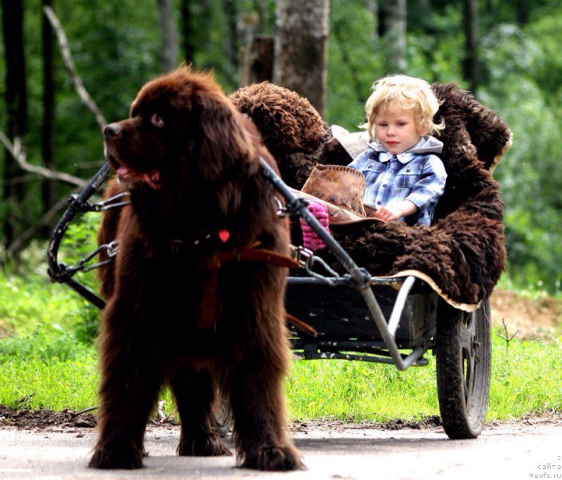 Фото: ньюфаундленд Фанньюф Антураж Арагорн