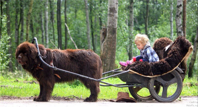 Фото: ньюфаундленд Фанньюф Антураж Арагорн