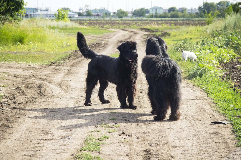 Фото: ньюфаундленд Черный Балу Джонс, ньюфаундленд Черный Балу Добрыня