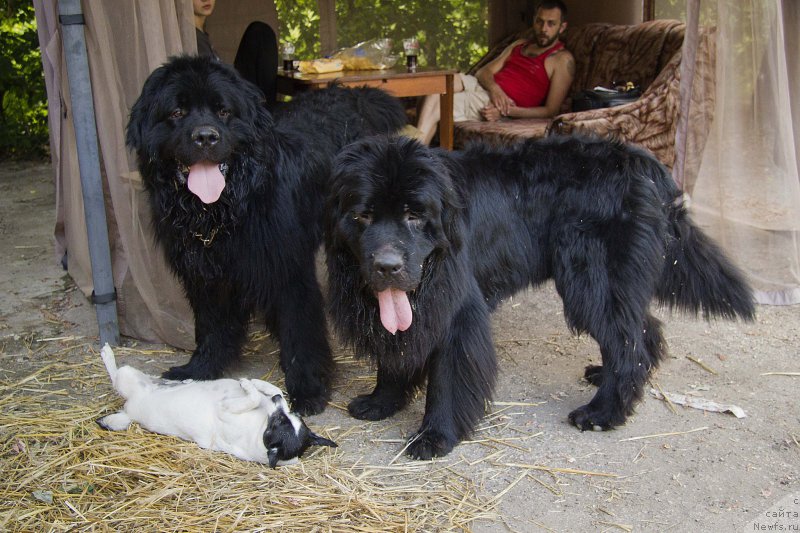 Фото: ньюфаундленд Львиное Сердце, Таля, ньюфаундленд Черный Балу Добрыня