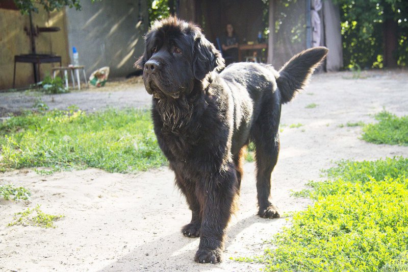 Фотография № 210287