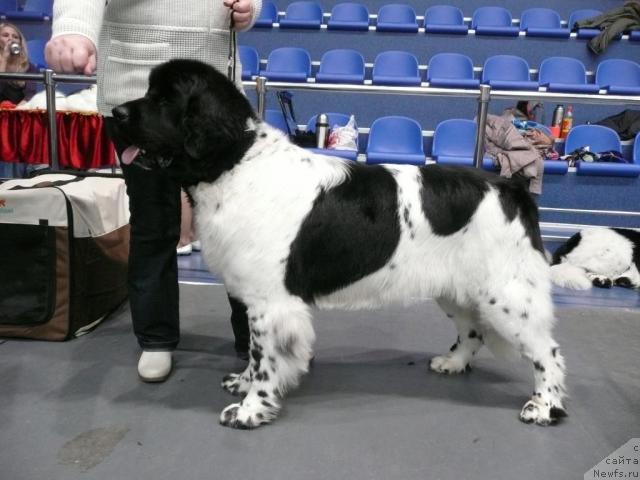 Фото: ньюфаундленд Плюшевая Панда Ла Белла