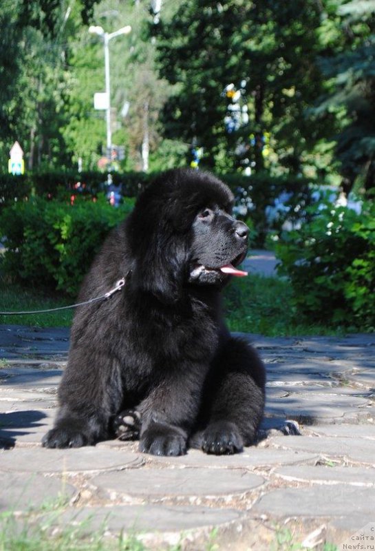 Фото: ньюфаундленд Супер Премиум Цюрих для Кипер Соул (Super Premium Zurich for Keeper Soul)