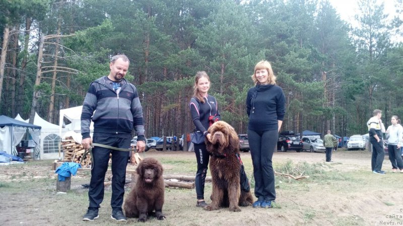 Фото: ньюфаундленд Браунблад МСК Брем Берри