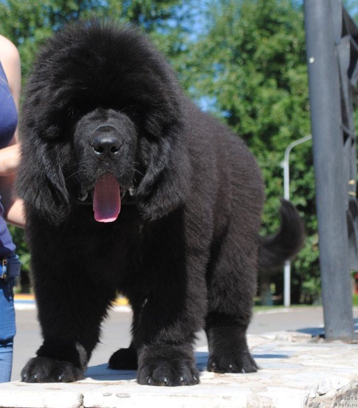 Фото: ньюфаундленд Супер Премиум Цюрих для Кипер Соул (Super Premium Zurich for Keeper Soul)