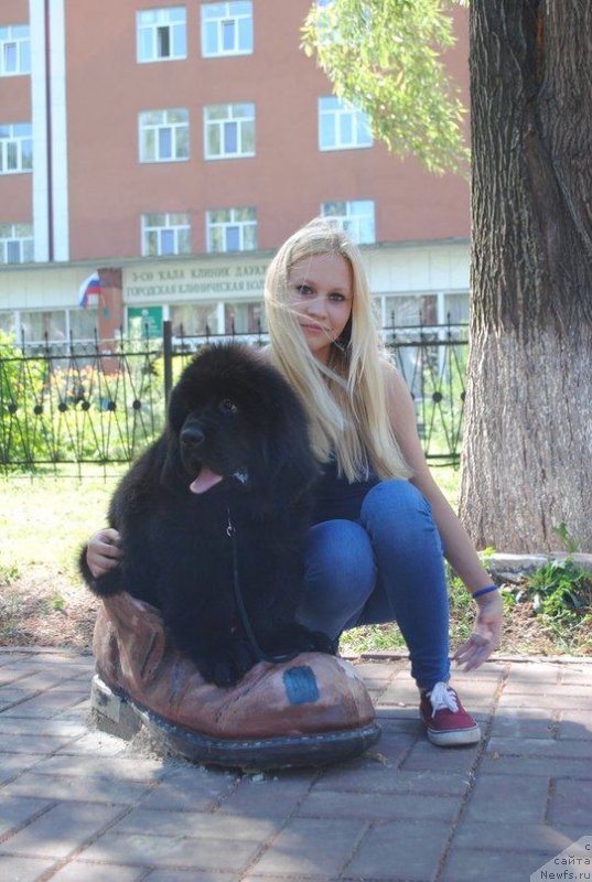 Фото: ньюфаундленд Супер Премиум Цюрих для Кипер Соул (Super Premium Zurich for Keeper Soul)