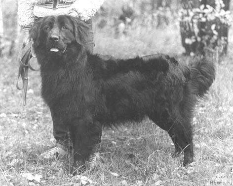 Фото: ньюфаундленд Женни