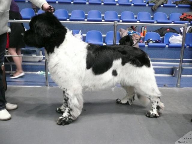 Фото: ньюфаундленд Супер Бизон Арго (Super Bizon Argo)