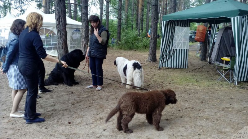 Фото: ньюфаундленд Браунблад МСК Брем Берри