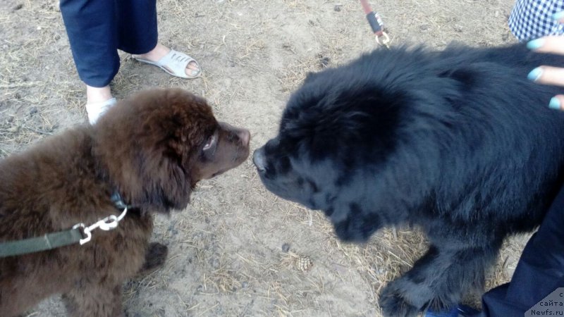 Фото: ньюфаундленд Браунблад МСК Брем Берри