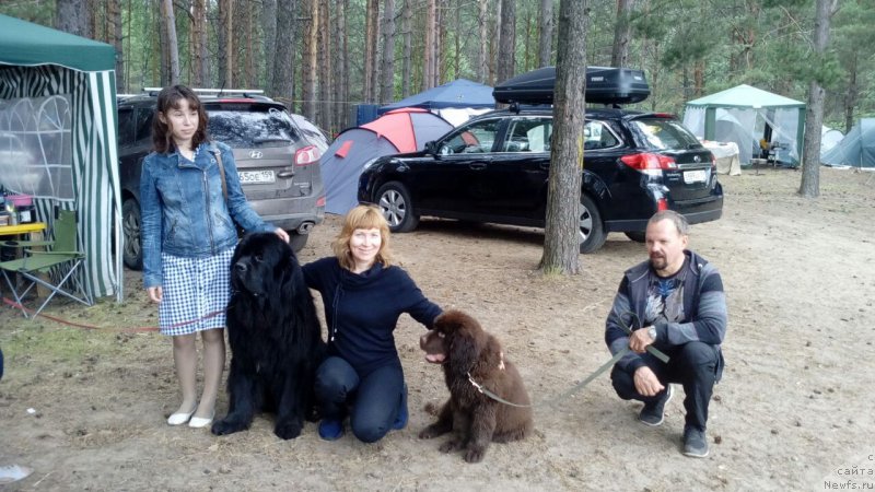 Фото: ньюфаундленд Браунблад МСК Брем Берри