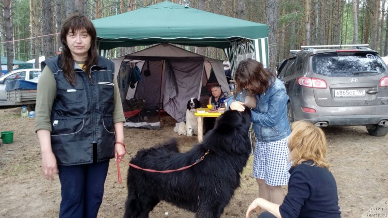 Фото: ньюфаундленд Браунблад МСК Брем Берри