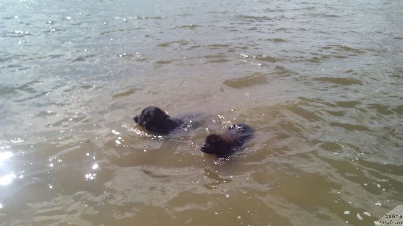 Фото: ньюфаундленд Браунблад МСК Вивитта Курце