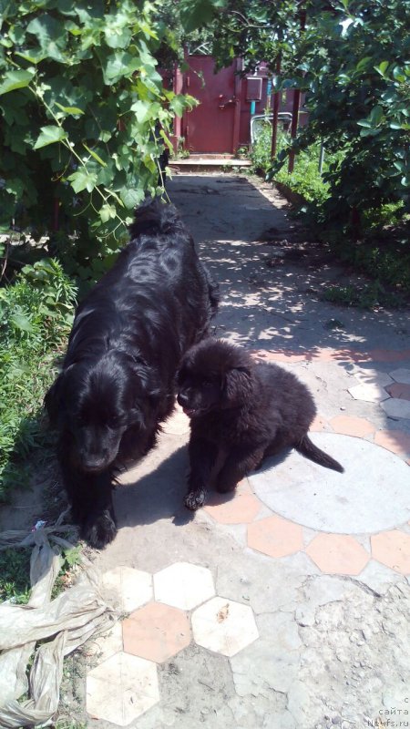 Фото: ньюфаундленд Браунблад МСК Вивитта Курце