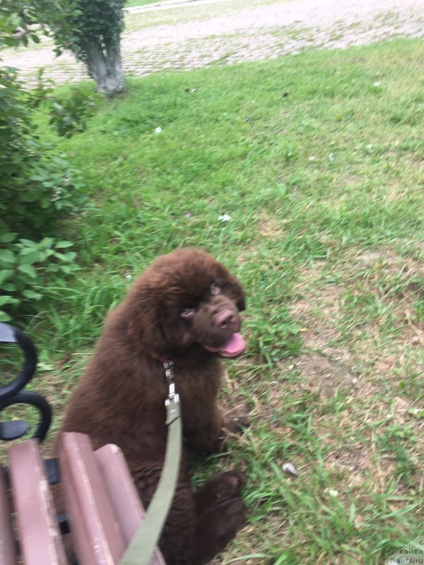 Фото: ньюфаундленд Браунблад МСК Бен-Ами Лон