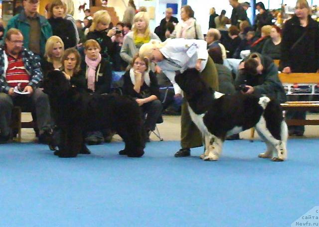 Фото: ньюфаундленд Skippers Only You for Smigar, & Gasparis Endless Love  лс открытого класса