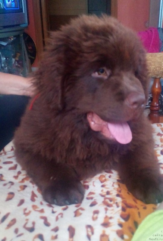 Фото: ньюфаундленд Браунблад МСК Бреннан Лоис