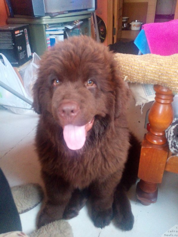 Фото: ньюфаундленд Браунблад МСК Бреннан Лоис