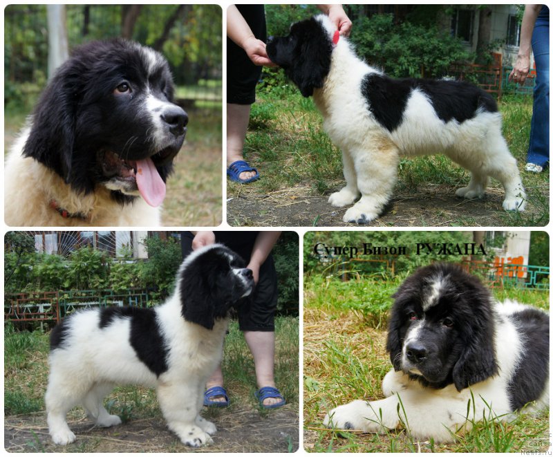 Фотография № 210317