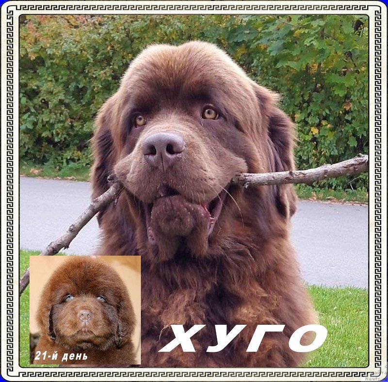 Фото: ньюфаундленд Браунблад МСК Хаиес Хаго (Brownblood MSK Hayes Hago)