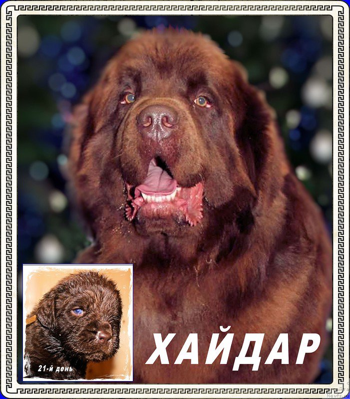 Фото: ньюфаундленд Браунблад МСК Хаким Голд Хайдар (Brownblood MSK Hakim Gold Haydar)