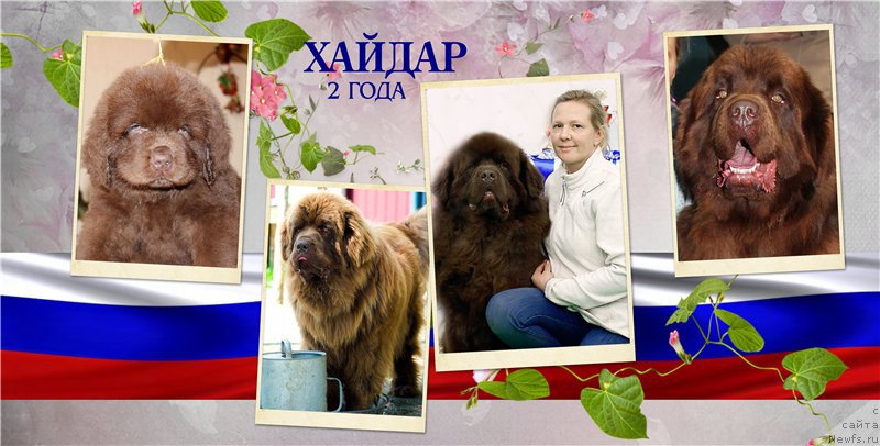 Фото: ньюфаундленд Браунблад МСК Хаким Голд Хайдар (Brownblood MSK Hakim Gold Haydar)