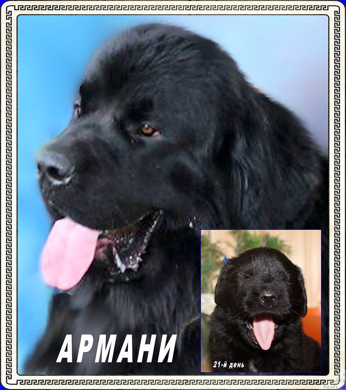 Фото: ньюфаундленд Браунблад МСК Хелфи Бэст Армани (Brownblood MSK Helfi Best Armani)