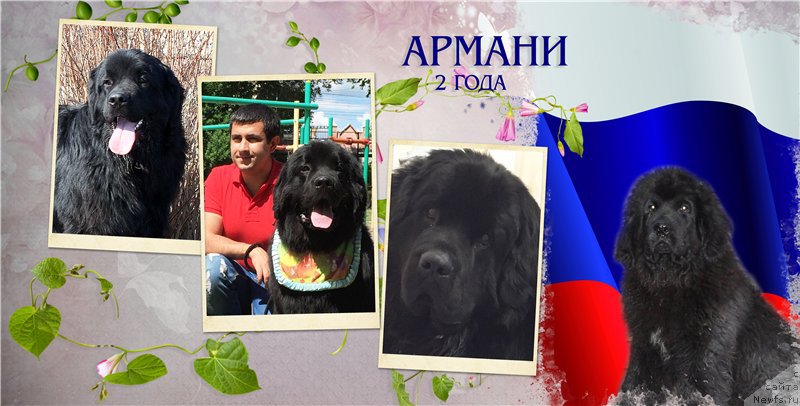 Фото: ньюфаундленд Браунблад МСК Хелфи Бэст Армани (Brownblood MSK Helfi Best Armani)