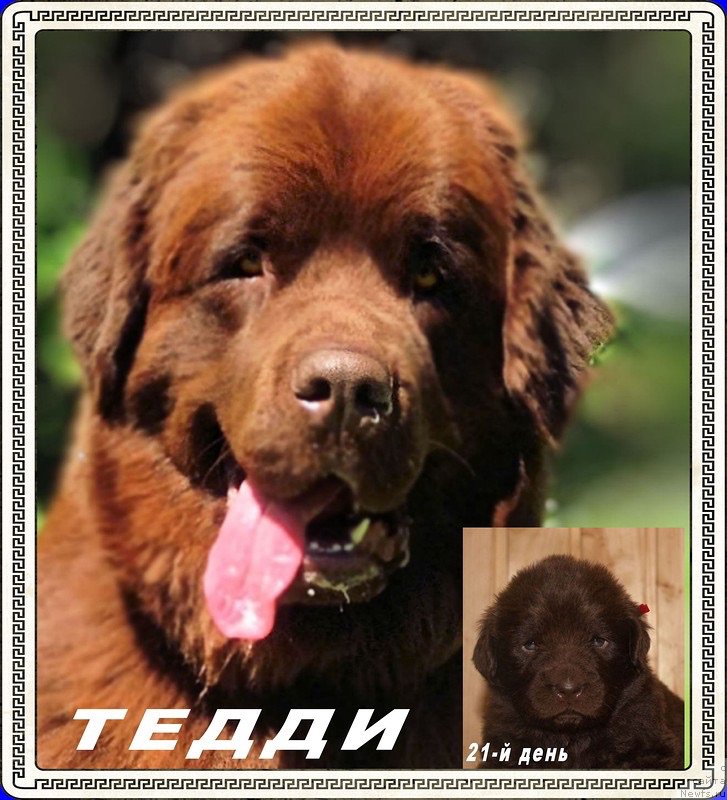 Фото: ньюфаундленд Браунблад МСК Хэппи Тедди (Brownblood MSK Happy Teddy)