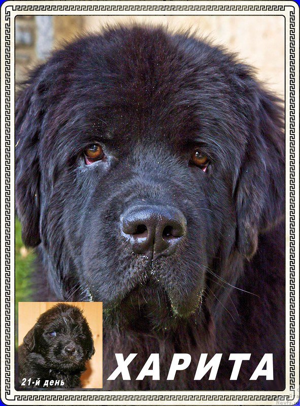 Фото: ньюфаундленд Браунблад МСК Харита Хавва (Brownblood MSK Harita Havva)