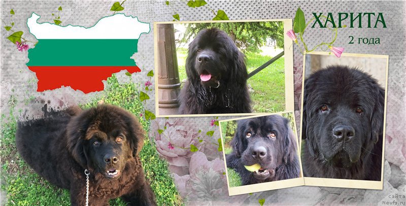 Фото: ньюфаундленд Браунблад МСК Харита Хавва (Brownblood MSK Harita Havva)