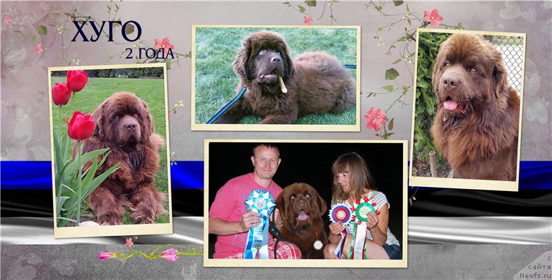 Фото: ньюфаундленд Браунблад МСК Хаиес Хаго (Brownblood MSK Hayes Hago)