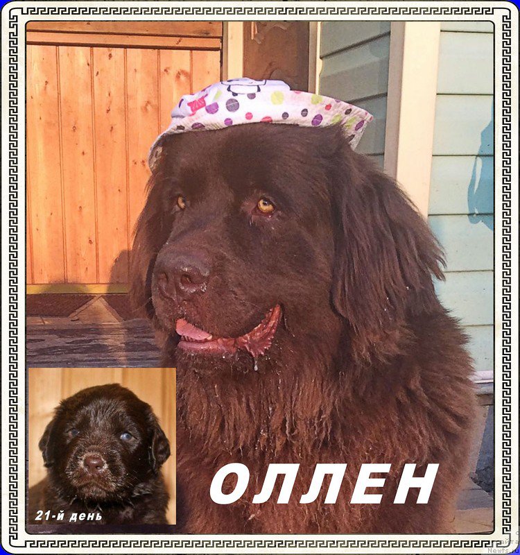 Фото: ньюфаундленд Браунблад МСК Хриса Хаккет Оллен (Brownblood MSK Hrica Hacket Ollen)