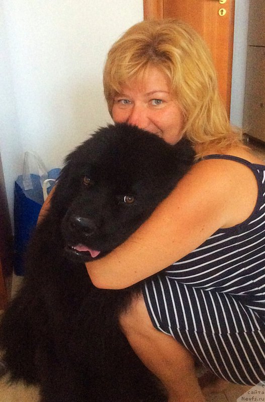 Фото: ньюфаундленд Браунблад МСК Харита Хавва (Brownblood MSK Harita Havva)