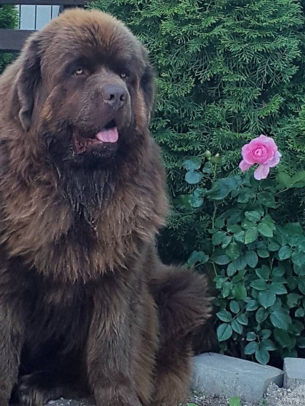 Фото: ньюфаундленд Браунблад МСК Хаиес Хаго (Brownblood MSK Hayes Hago)
