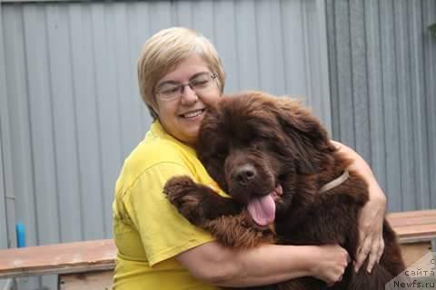 Фото: ньюфаундленд Ньюфорт Ворожея