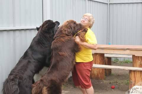 Фото: ньюфаундленд Ньюфорт Ворожея