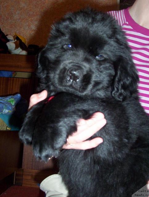 Фото: ньюфаундленд Ай Лав Рич (Ai Love Rich)