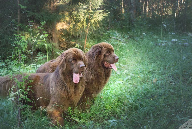 Фото: ньюфаундленд Наоми Таголири фор Браунблад (Naomi Tagoliri for Brouwnblood), ньюфаундленд Сверкающая Гора Машаме (Sverkayuzhaya Gora Mashame)