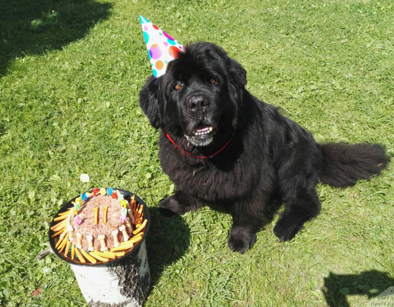 Фото: ньюфаундленд Чанси из Золотого Треугольника