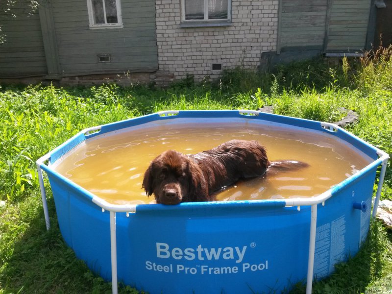 Фото: Юлия Демидова, ньюфаундленд Николь Голд Стар (Nikol Gold Star)