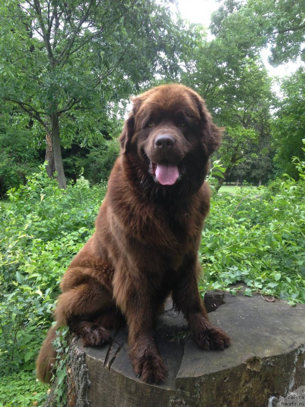 Фото: ньюфаундленд Браунблад МСК Хэппи Тедди (Brownblood MSK Happy Teddy)