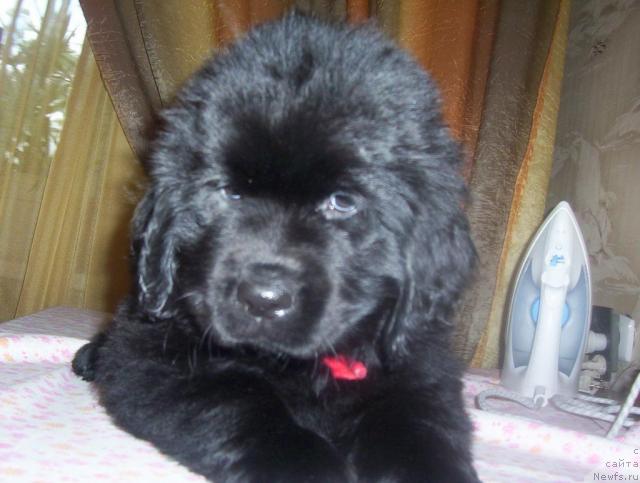 Фото: ньюфаундленд Ай Лав Рич (Ai Love Rich)